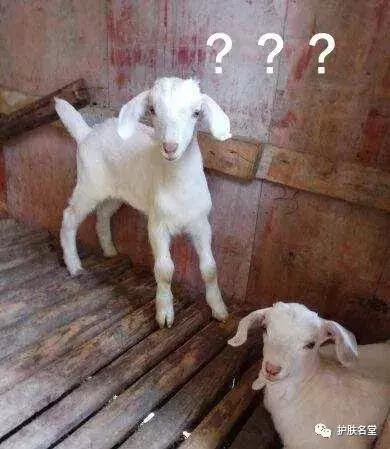 香奈儿5000左右包,5000香奈儿原版视频