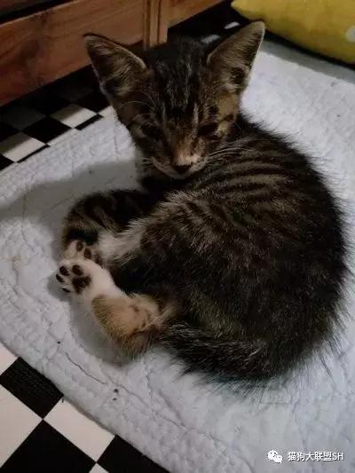 猫狗大联盟维护,猫狗联盟