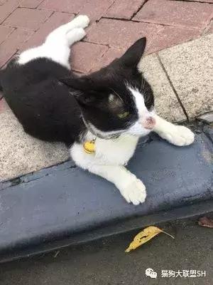 猫狗大联盟维护,猫狗联盟