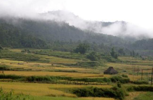 勐海县六大茶山茶叶,云南五大名茶叶山头