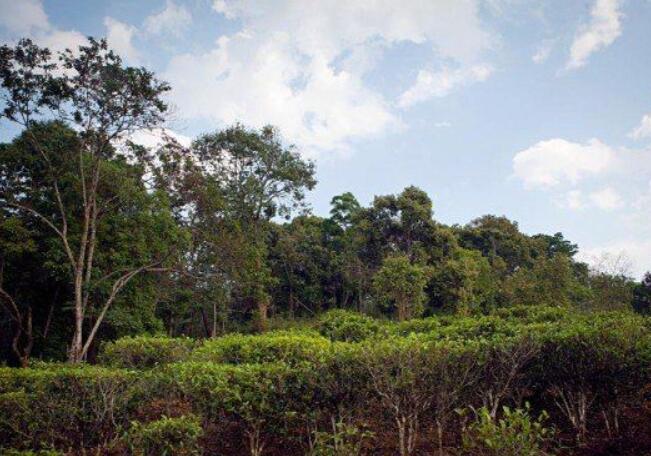 勐海县六大茶山茶叶,云南五大名茶叶山头
