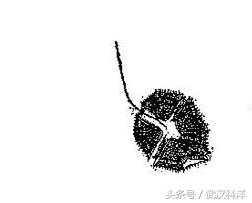 海边常见藻类植物图片,藻类植物常见的有什么