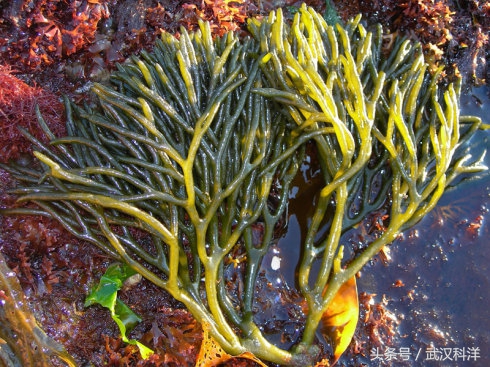 海缸几种常见的藻类,中国常见浮游藻类图谱