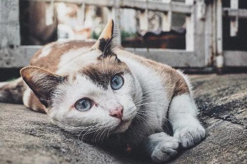 夏季养猫的注意事项和禁忌,炎热夏季楼顶养猫