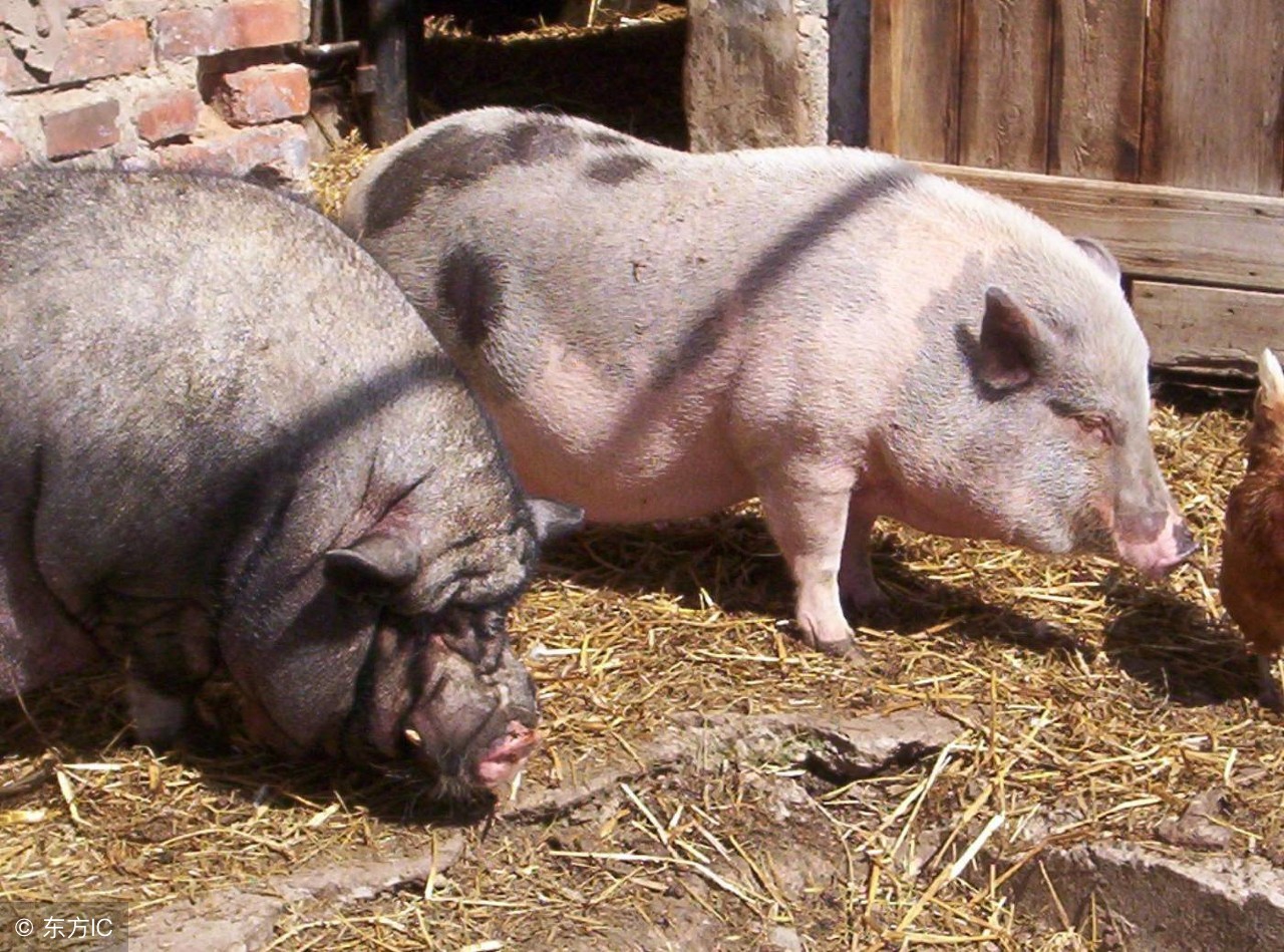 母猪子宫炎治疗最好方法,母猪子宫内膜炎如何防治