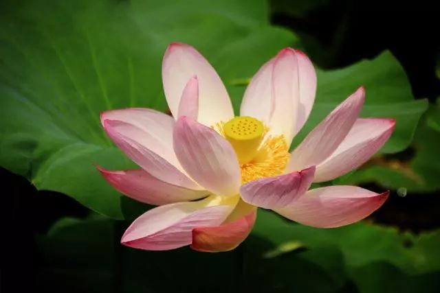 有没有一句你喜欢的但是夏日荷花的清凉就藏在这些只言片语之中