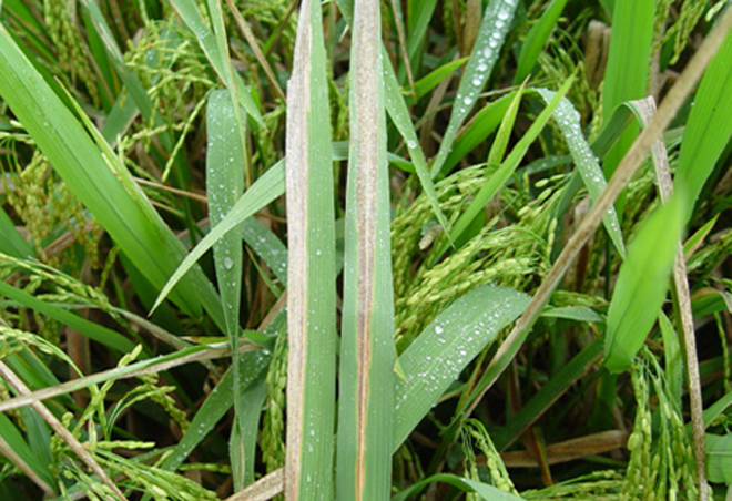 水稻白叶病害图片,水稻叶片斑点有哪些病