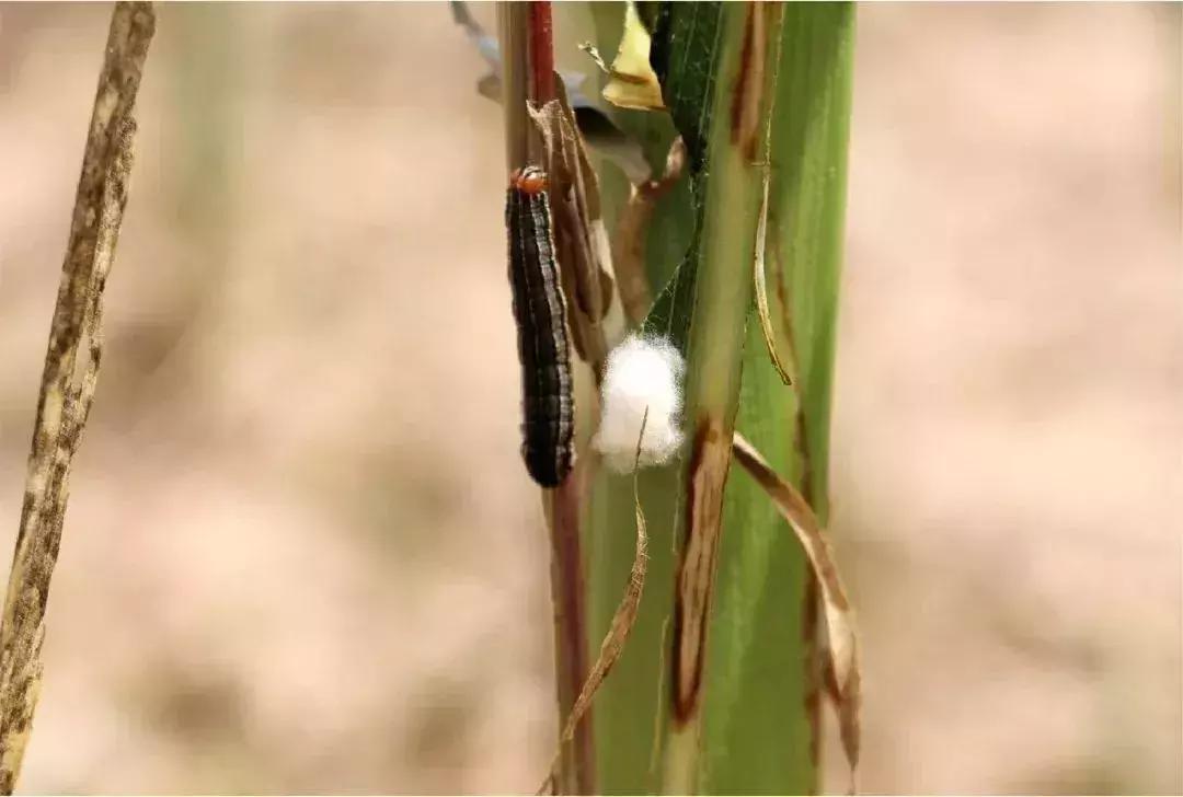 高温天气打不着火怎么办,玉米在高温下会出现什么情况