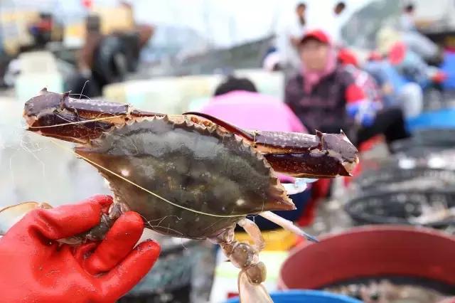 开渔哪种海鲜好吃,开渔了哪里吃海鲜