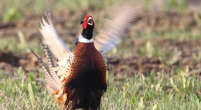 山鸡最佳饲料,养殖的山鸡怎么吃
