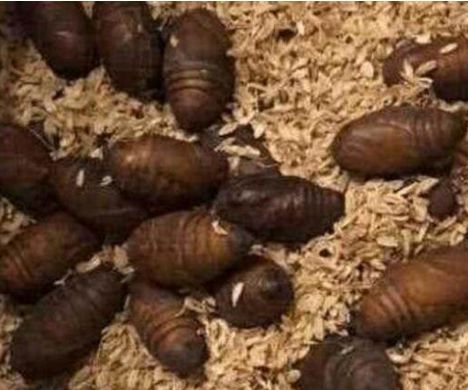 明星爱吃零食合集,明星爱吃胡萝卜零食