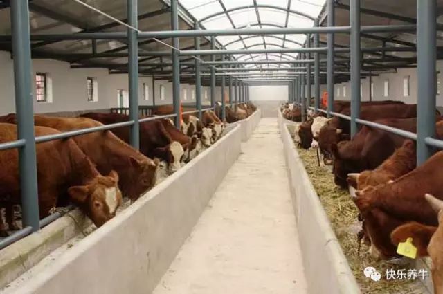 如何正确的养牛养羊,怎样才能科学养牛防病