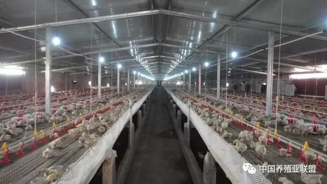 养鸡赚钱的十条规则,养鸡到底赚不赚钱