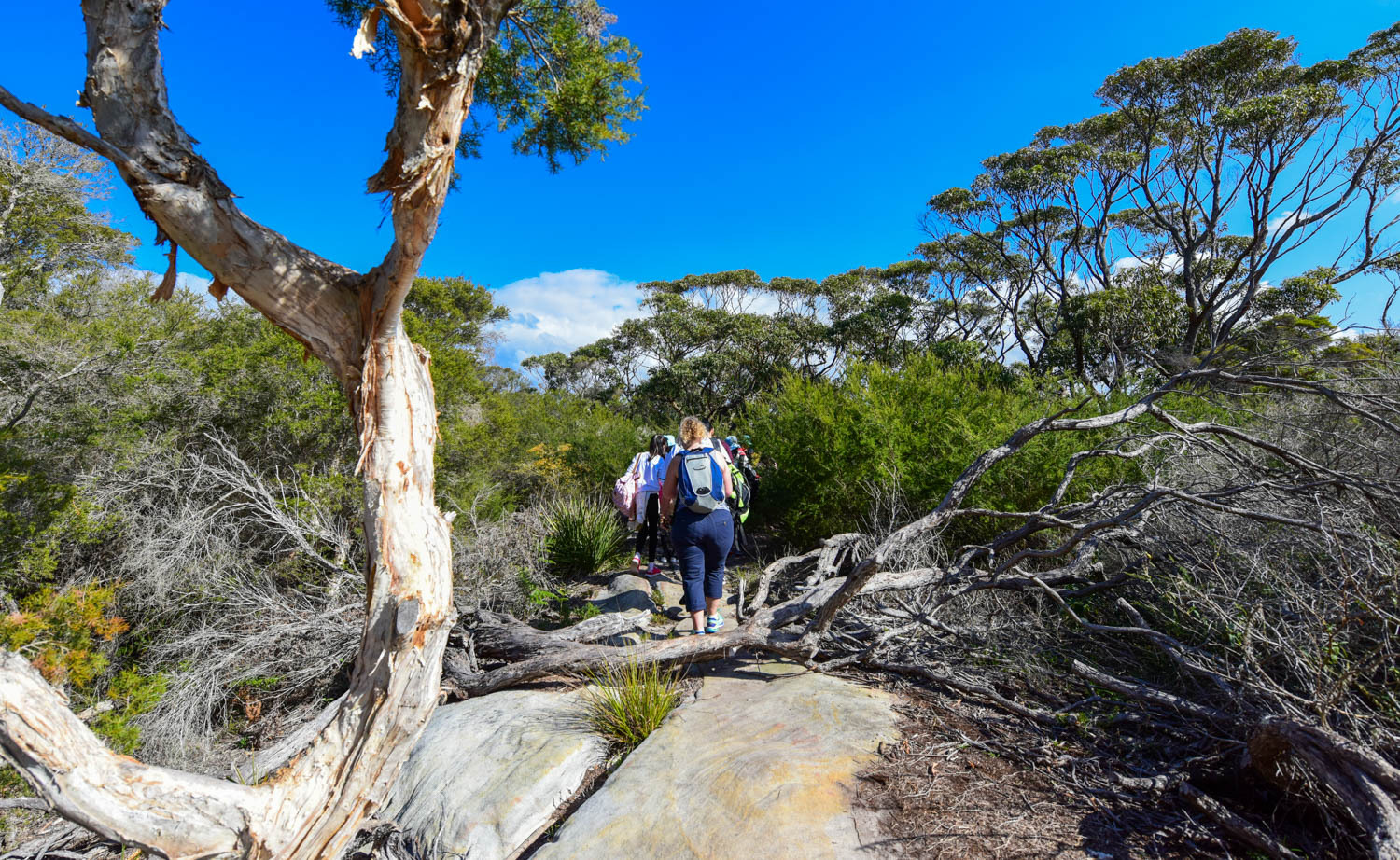 悉尼皇家国家公园图片,悉尼海港国家公园