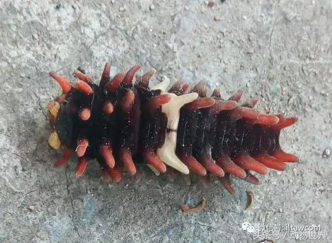 像海参又像虫子的东西是什么,像海参的虫子是什么