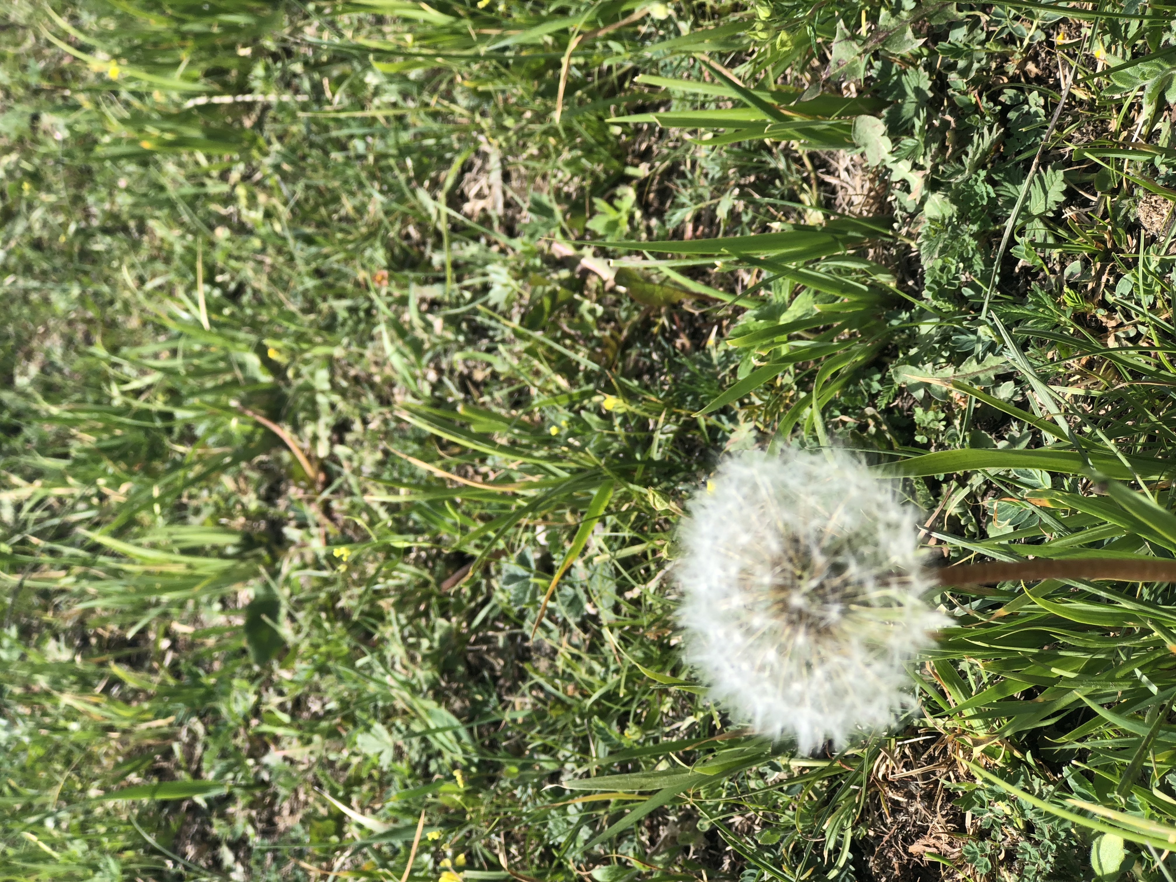 乌鲁木齐到索尔巴斯陶怎么走,索尔巴斯陶避暑