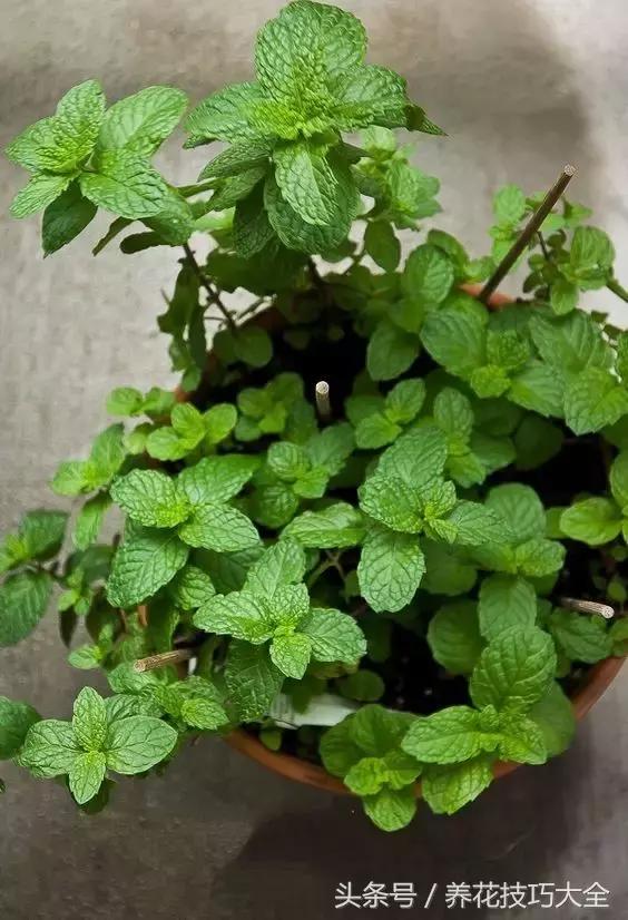 入睡困难也容易醒吃什么助眠药,入睡困难惊醒吃什么助睡眠的药好