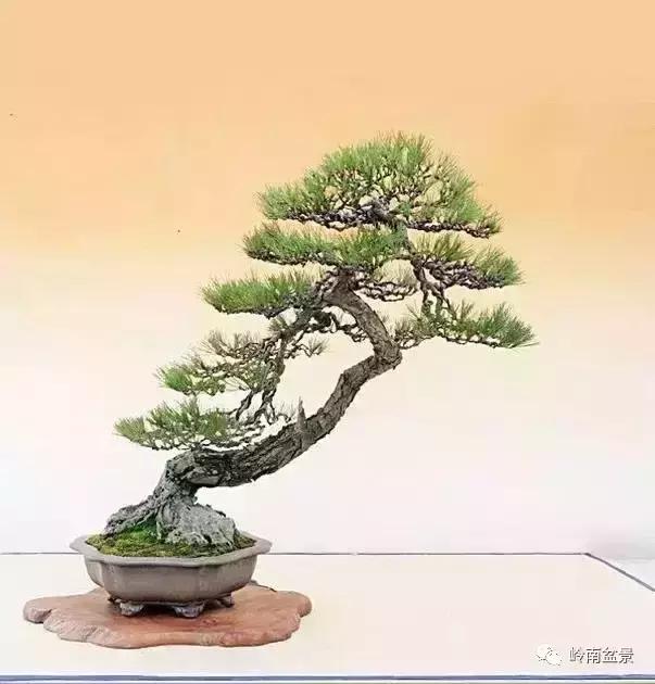 盆景人生哲理,从盆景欣赏体会人生哲理