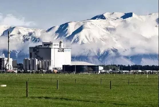 a2假奶粉事件曝光,a2牛奶315曝光