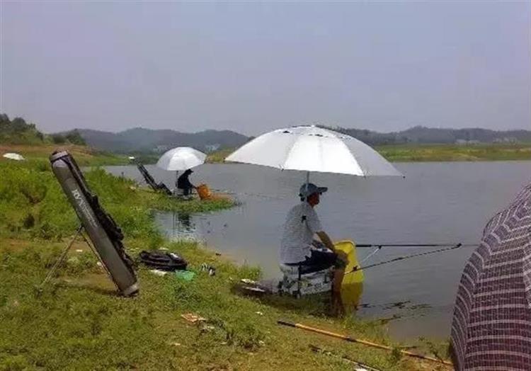 红薯和螺蛳打窝钓大青鱼的技巧,怎么用红薯做青鱼和草鱼的饵料