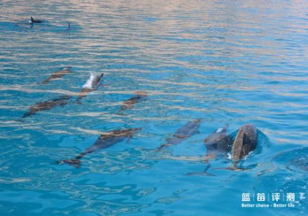 蓝莓评测｜全球60个海岛评测，假期选岛就看这一篇（上）