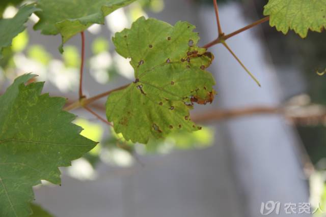 葡萄常见病害对照表,阳光玫瑰葡萄常见病害