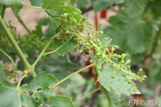 葡萄常见病害对照表,阳光玫瑰葡萄常见病害