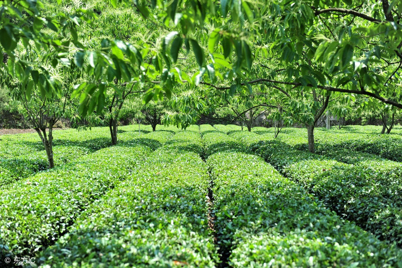 农业种植致富技巧,农民致富有妙招