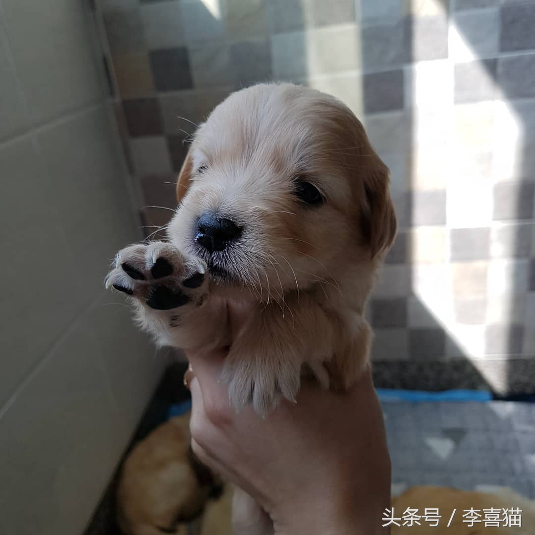 养金毛有什么要注意的,养金毛需要注意这些