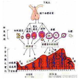 执业兽医考试题库软件,执业兽医师考试题库