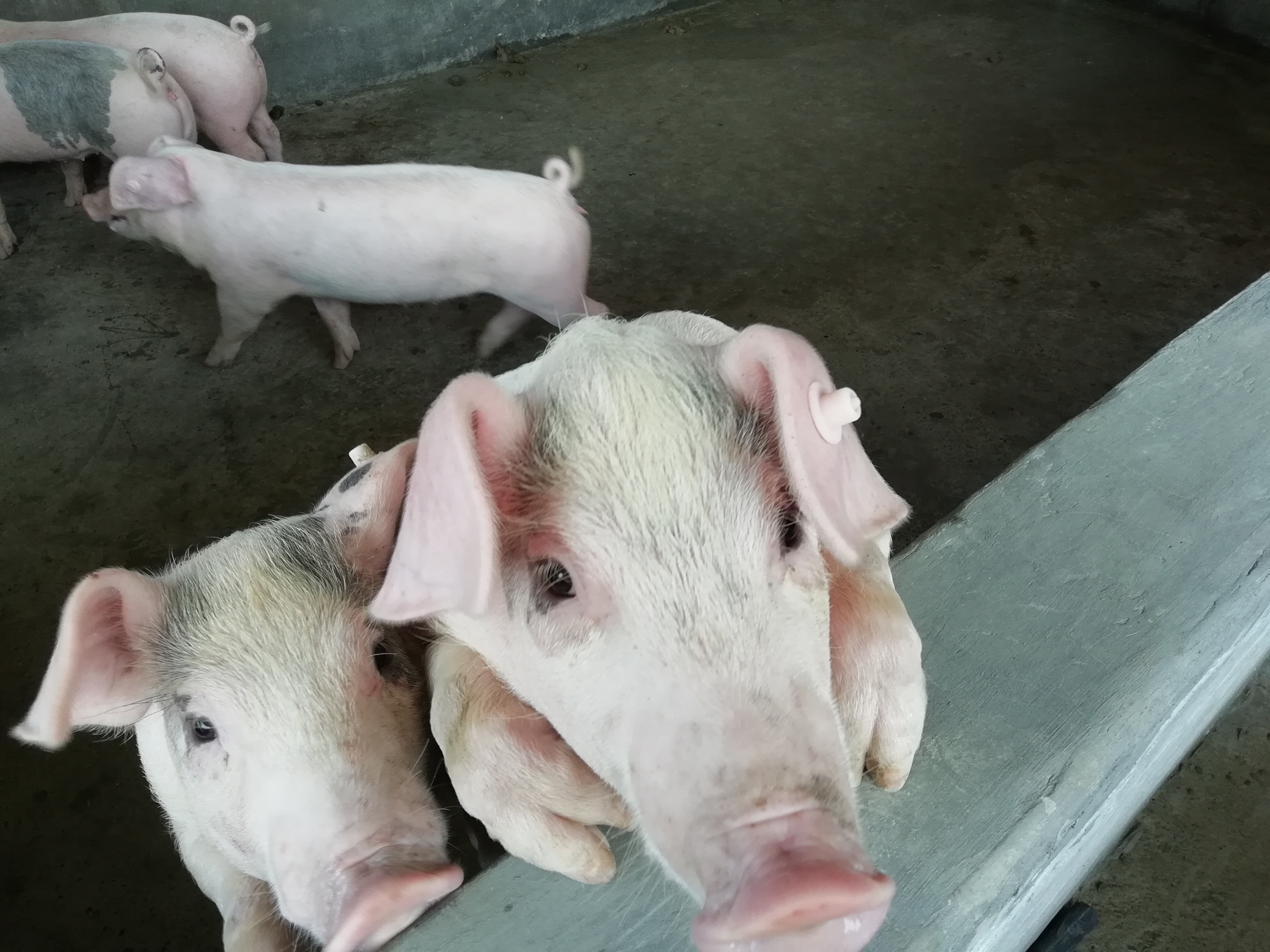 仔猪拉稀原因及解决方法,仔猪拉稀的原因怎么治疗最好