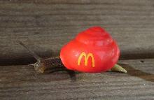 路边捡的蜗牛是什么蜗牛,下雨时候捡到了一只蜗牛