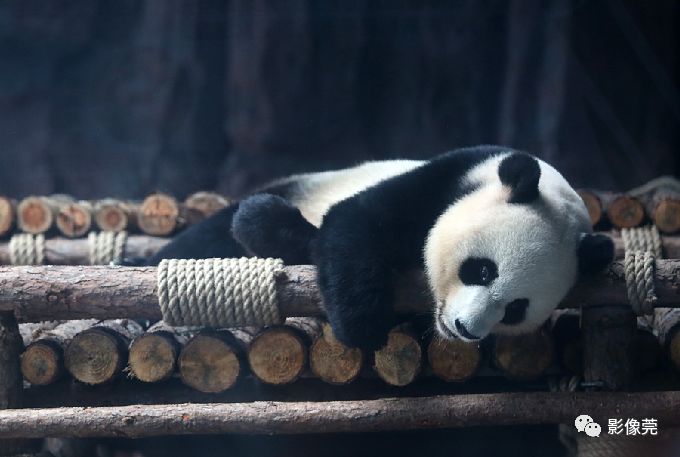 实力圈粉!熊猫兄弟今天正式亮相东莞,一大波萌图滚滚来袭