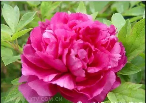 8.8发财日的祝福,8月18日发财日早安祝福图片