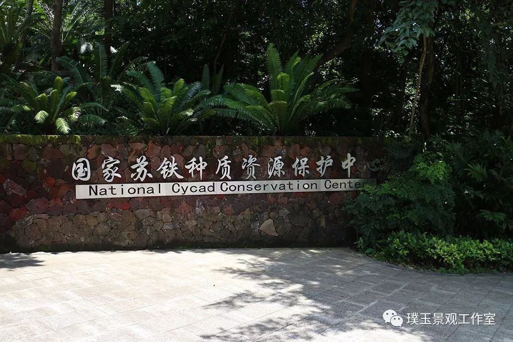 最漂亮的铁树开花,铁树开花深圳