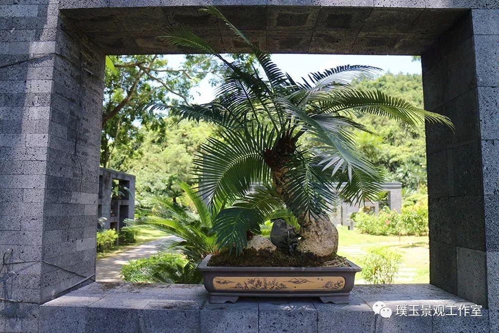 最漂亮的铁树开花,铁树开花深圳