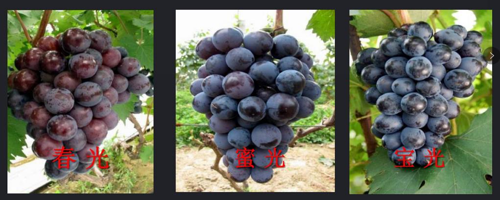 葡萄现在有什么新品种产量高,2019年鲜食葡萄新品种分析