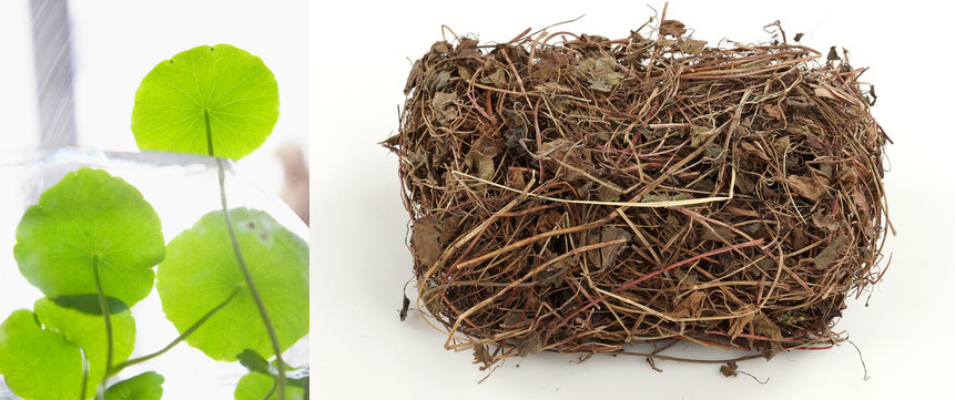 王老吉凉茶小瓶,正宗红罐凉茶王老吉