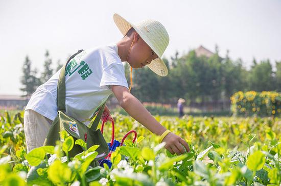 带孩子乌镇乌村游玩攻略,乌镇乡村旅游景点有哪些