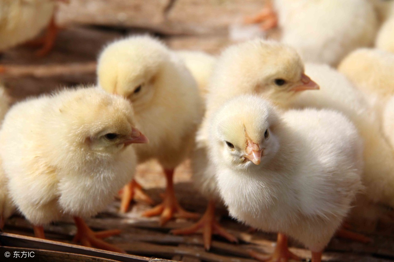 雏鸡的雌雄鉴别的作用,雏鸡雌雄鉴别方法好看视频