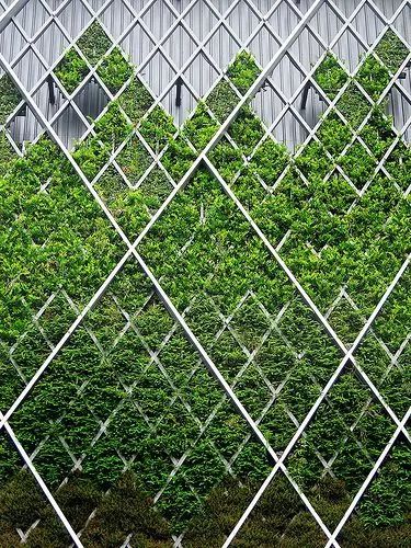 可以挂墙的绿植,适合做墙的绿植