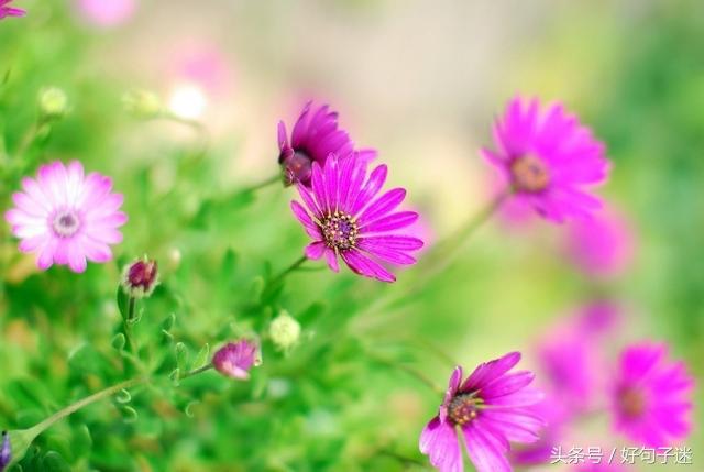 心灵鸡汤个性签名唯美,心灵鸡汤语录音频句句戳心