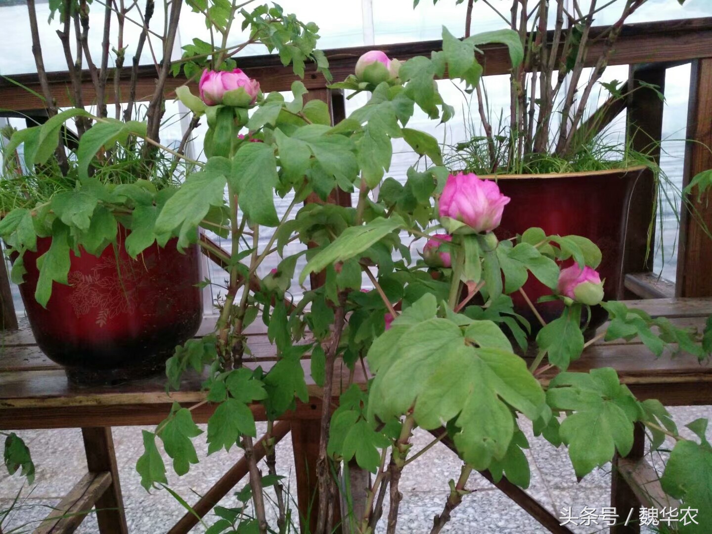 牡丹的部分枝条枯萎其余的没问题,牡丹黄叶枯萎求解决办法