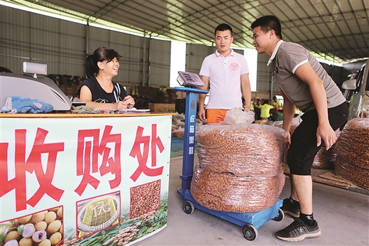 意义重大!“博白桂圆”成功注册地理标志证明商标