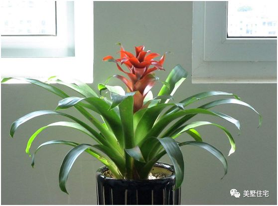 客厅摆放什么招财运比较好,家中客厅财位摆什么最旺财