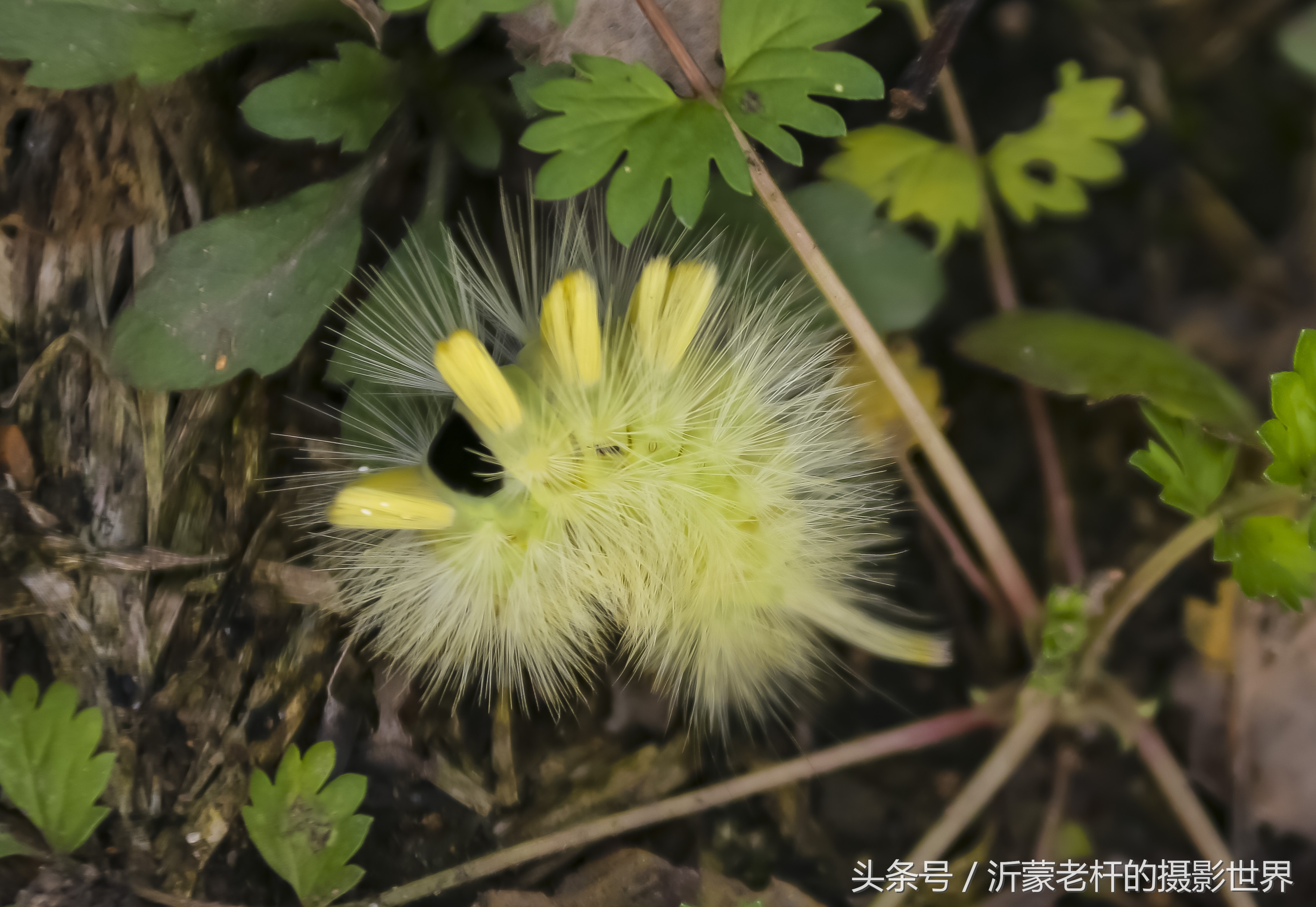 还记得家乡的红枣树吗,还记得家乡的那棵红枣树吗