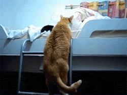 你享受过免费叫醒服务吗,你享受过免费的叫醒服务吗