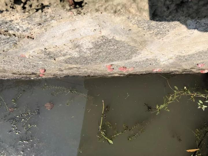 严重可能致痴呆，甚至死亡！海宁又出现这种螺，繁殖快，快提醒大家！