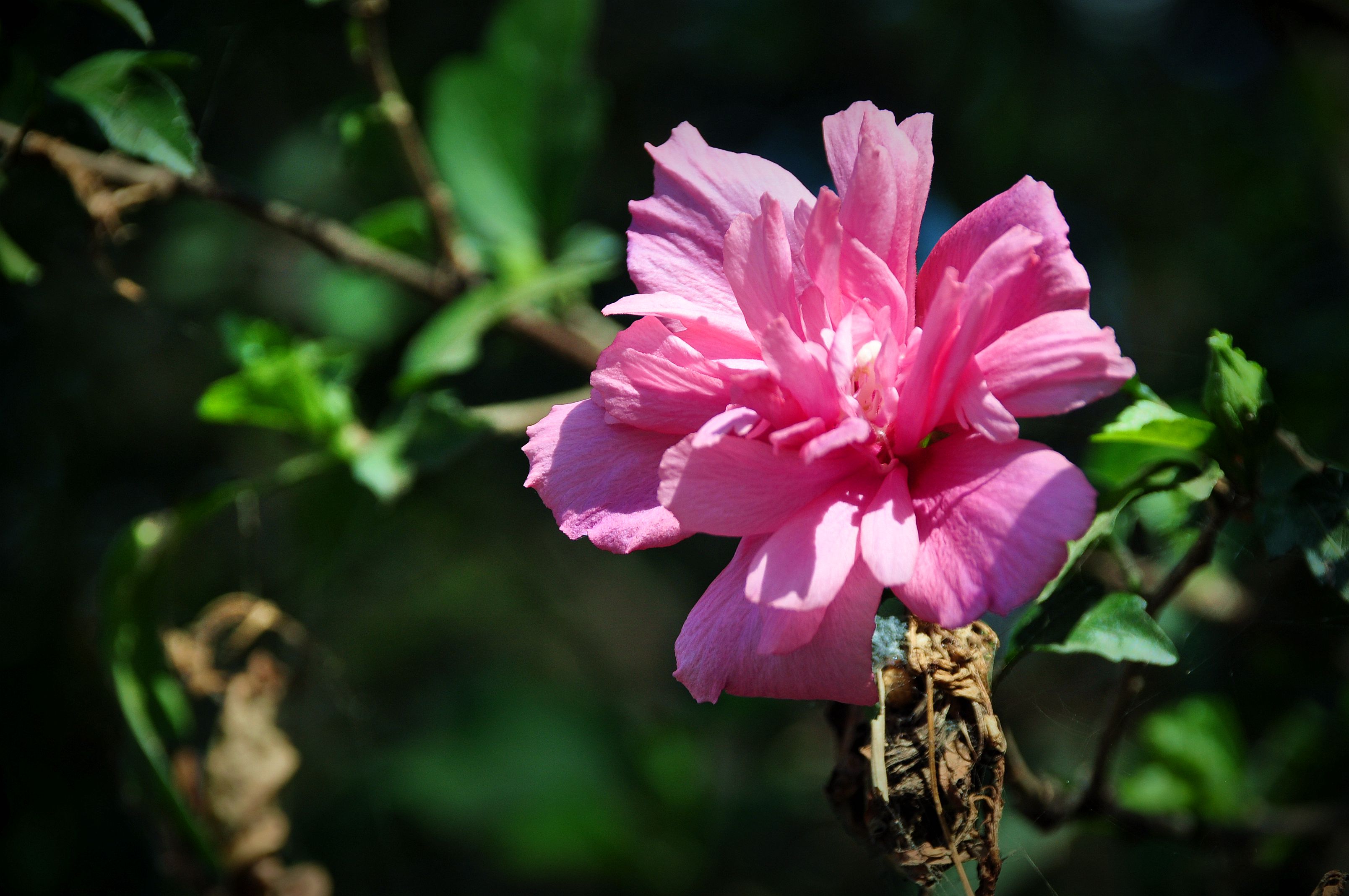 木槿花叶子黄了怎么补救,木槿花叶子发黄的原因及解决方法