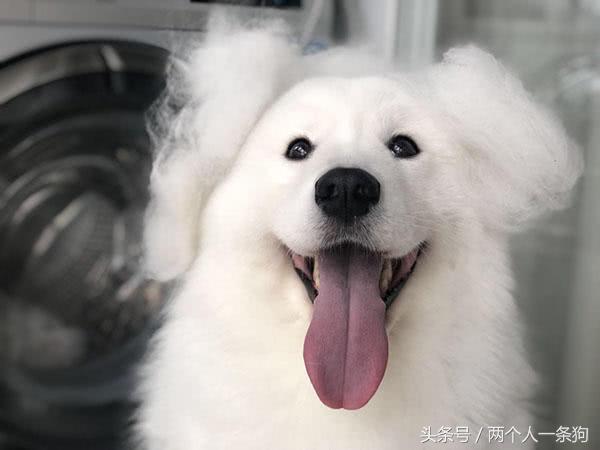 狗狗换季掉毛的处理方法,换季狗狗皮肤问题怎么办